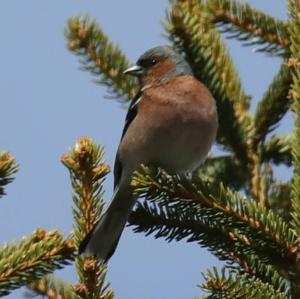 Eurasian Chaffinch