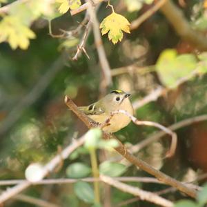 Wintergoldhähnchen