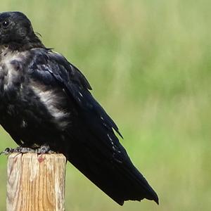 Carrion Crow