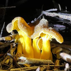 Trumpet Chanterelle