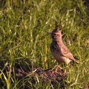 Eurasian Skylark