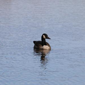 Canada Goose