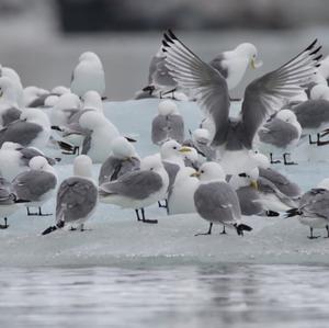 Black-legged Kittiwake