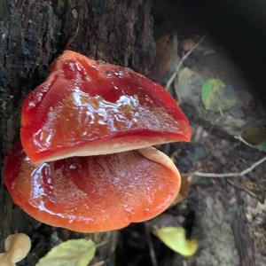 Beefsteak Polypore