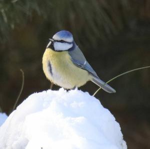 Blue Tit