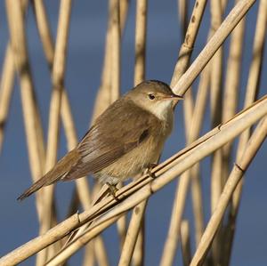 Eurasian Reed-warbler