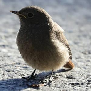 Black Redstart