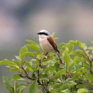 Red-backed Shrike