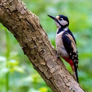 Great Spotted Woodpecker