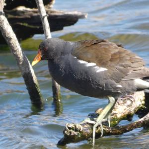 Common Moorhen