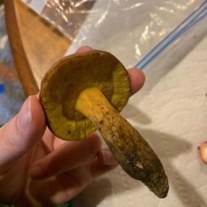 Bay Bolete