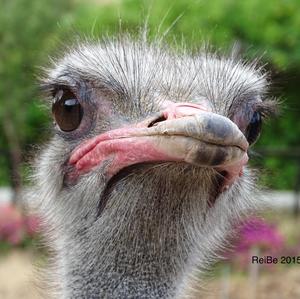 Ostrich