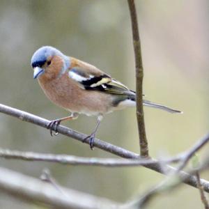 Eurasian Chaffinch