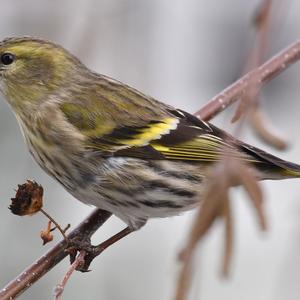 Eurasian Siskin