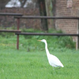 Great Egret