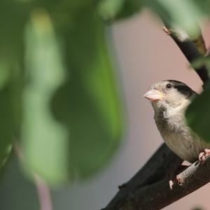 House Sparrow