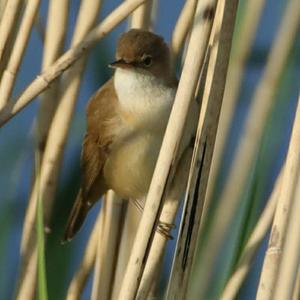 Eurasian Reed-warbler