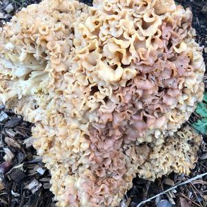 Eastern Cauliflower Mushroom