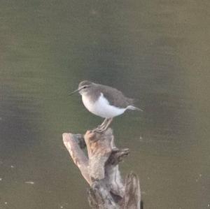 Common Sandpiper