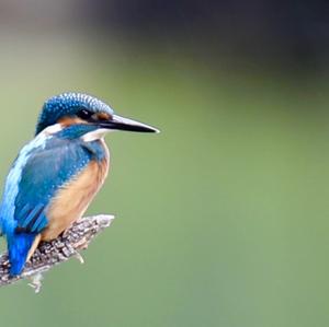 Common Kingfisher