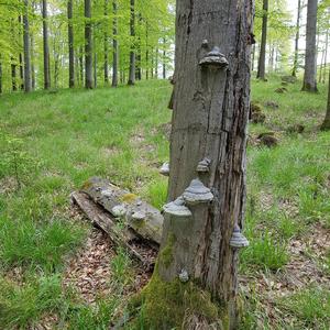 Tinder Polypore