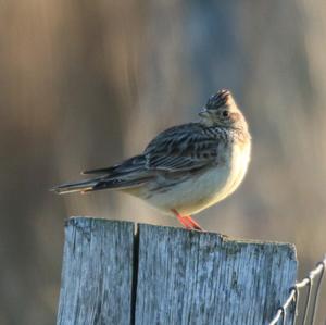 Eurasian Skylark