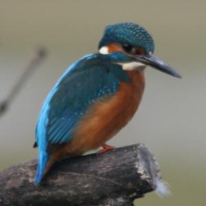 Common Kingfisher