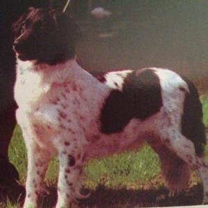Unknown Breed