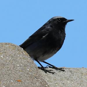 Black Redstart