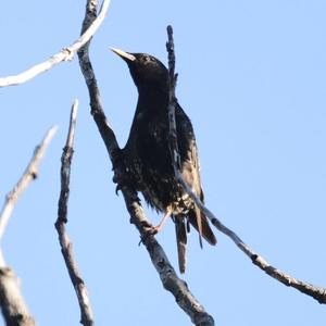 Common Starling