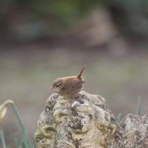 Winter Wren