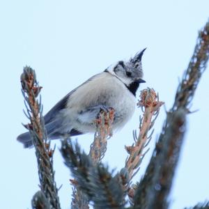 Crested Tit