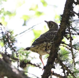 Mistle Thrush