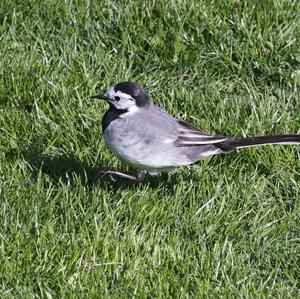 White Wagtail