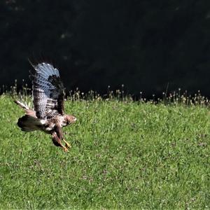 Mäusebussard