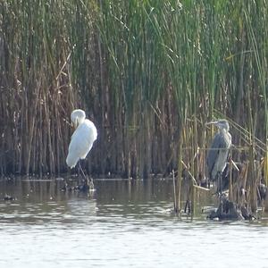 Great Egret