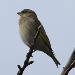 European Greenfinch