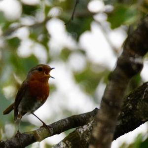 European Robin