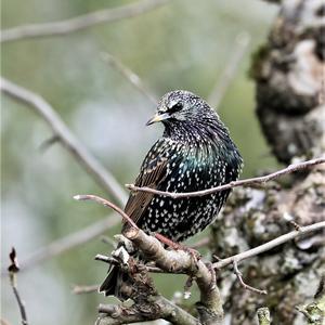 Common Starling