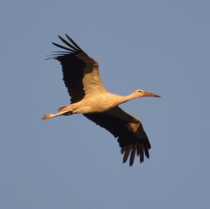 White Stork