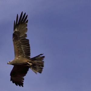 Red Kite