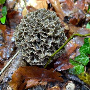 Yellow Morel