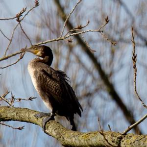 Great Cormorant