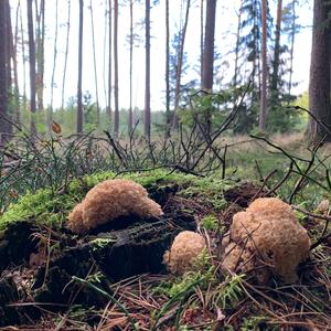 Eastern Cauliflower Mushroom