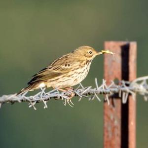 Wiesenpieper