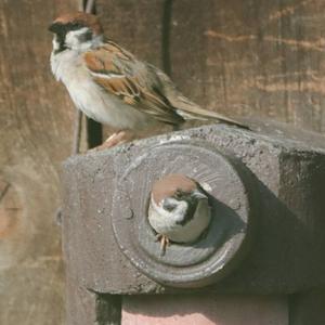 Eurasian Tree Sparrow