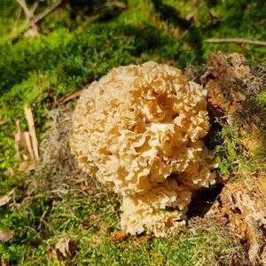 Eastern Cauliflower Mushroom