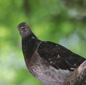 Madagascar Turtle-dove