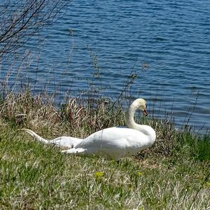 Höckerschwan