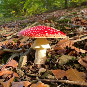 Fly Agaric